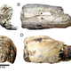 The two partial tusks Mário Dantas and his team sampled for isotopic analyses.